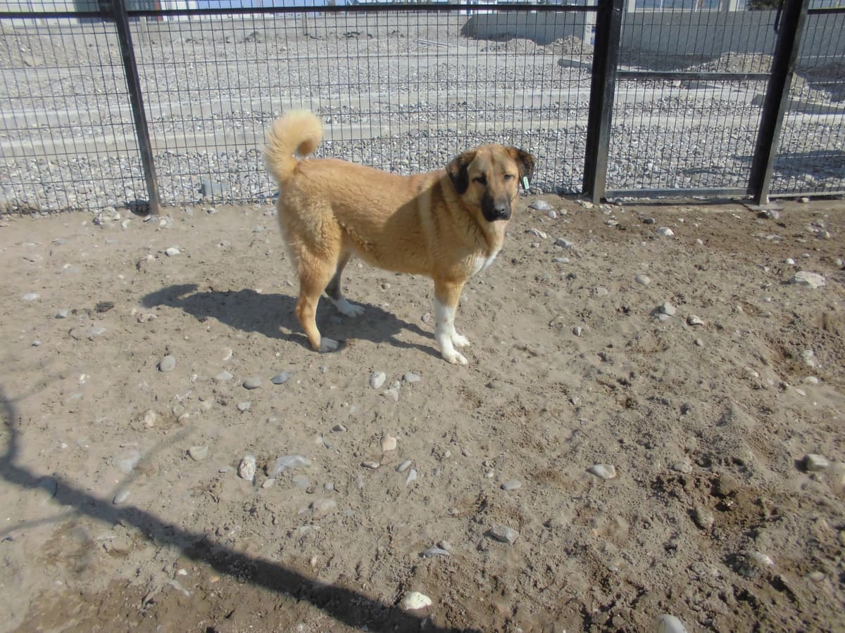 Maya Melez Köpek, Samsun