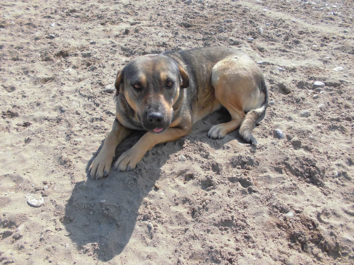Bella Melez Köpek, Samsun