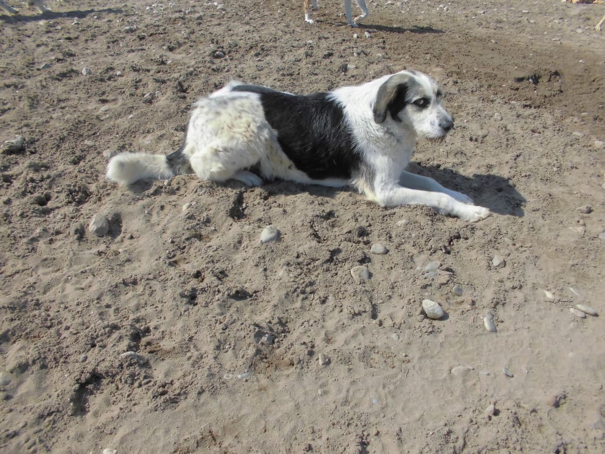 Luna Melez Köpek, Samsun