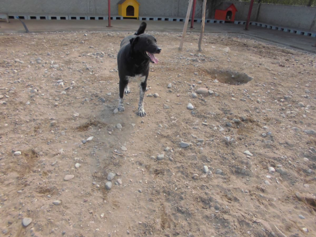 Zeytin Melez Köpek, Samsun