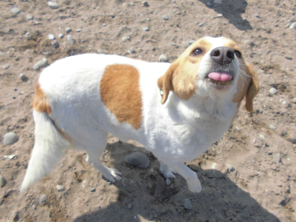 Köpük Melez Köpek, Samsun