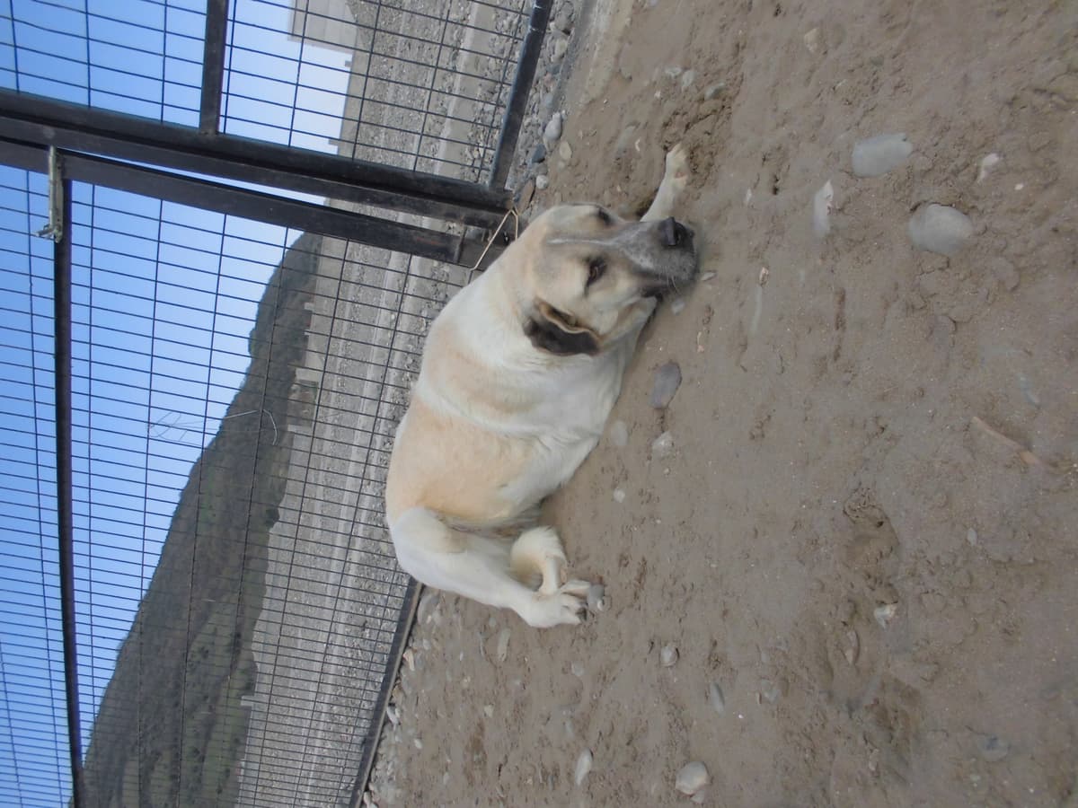 Daisy Kangal Köpek, Samsun