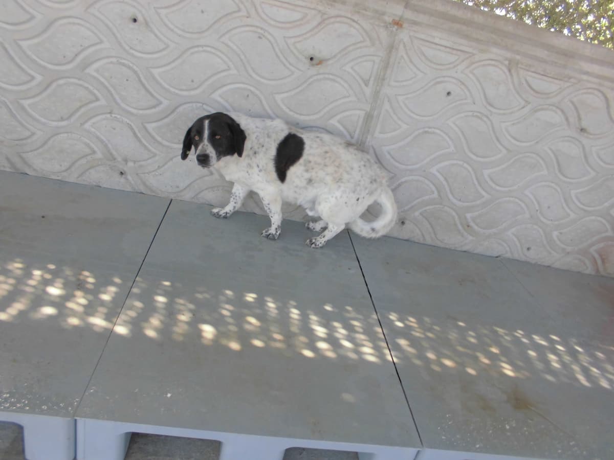 Boncuk Melez Köpek, Samsun