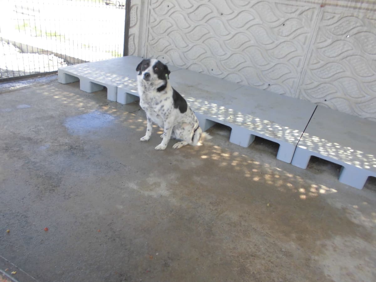 Perla Melez Köpek, Samsun