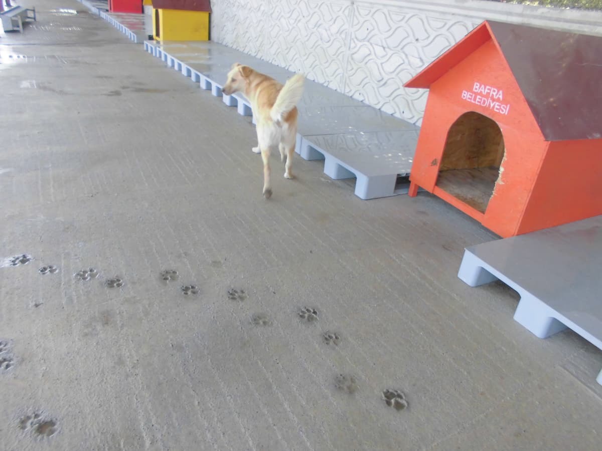 Duman Melez Köpek, Samsun