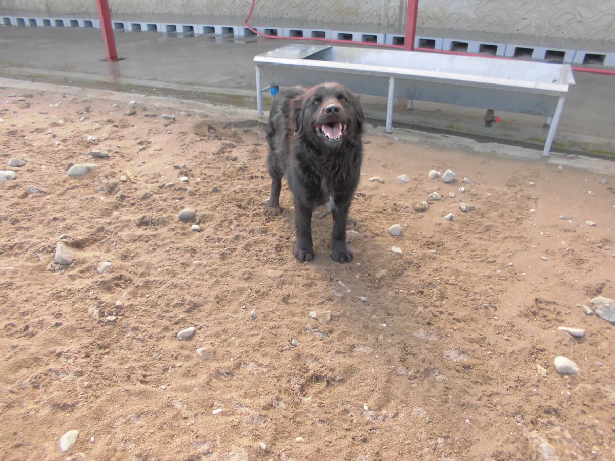 Max Golden Retriever Köpek, Samsun