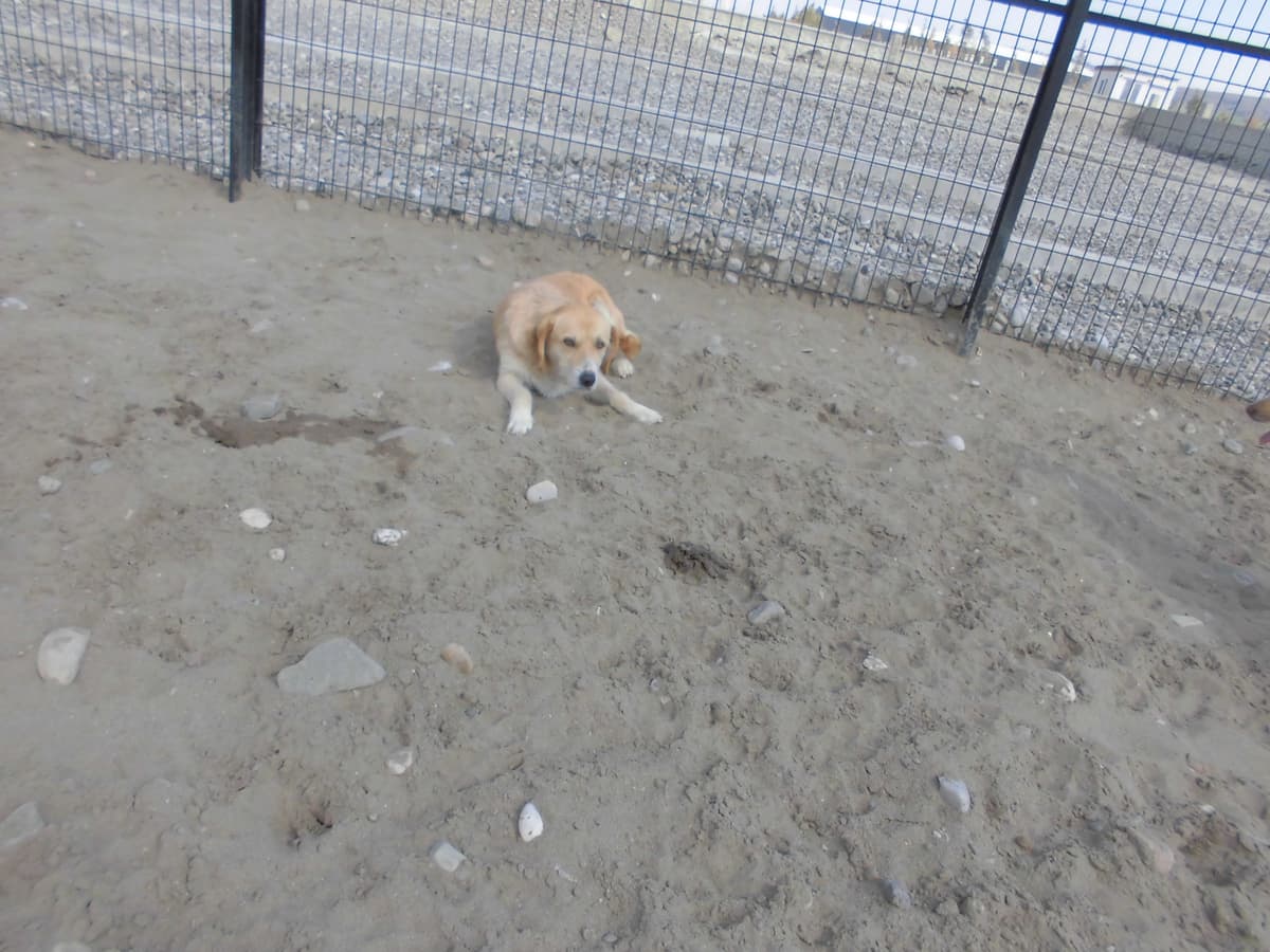 Tarçın Melez Köpek, Samsun
