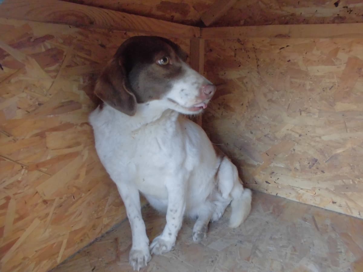 Arya Melez Köpek, Samsun