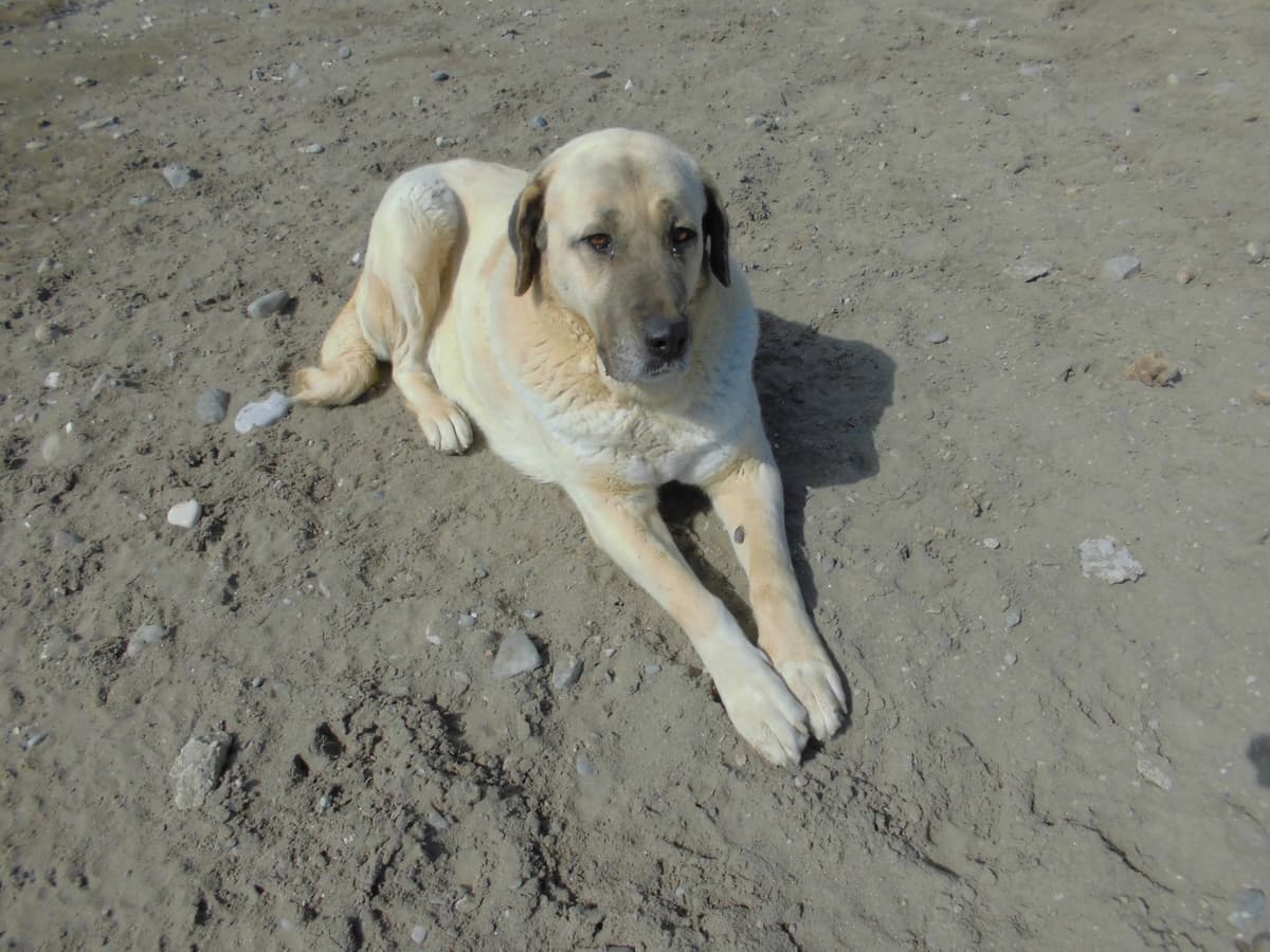 Paşa Kangal Köpek, Samsun