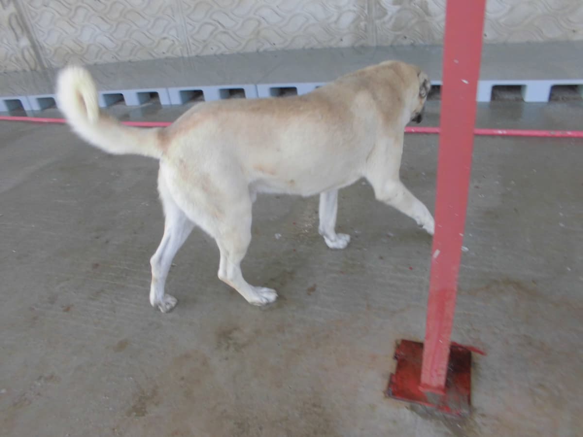 Ateş Kangal Köpek, Samsun