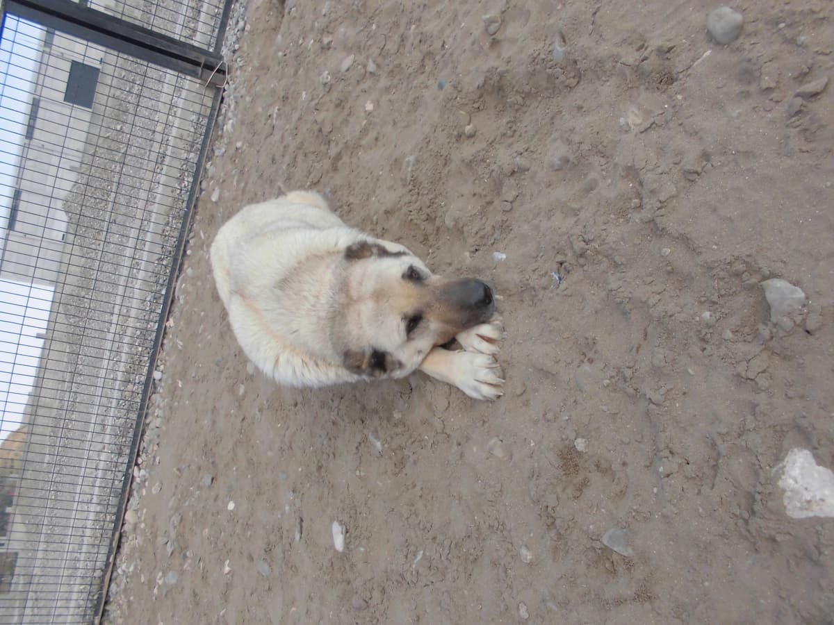 Cici Kangal Köpek, Samsun