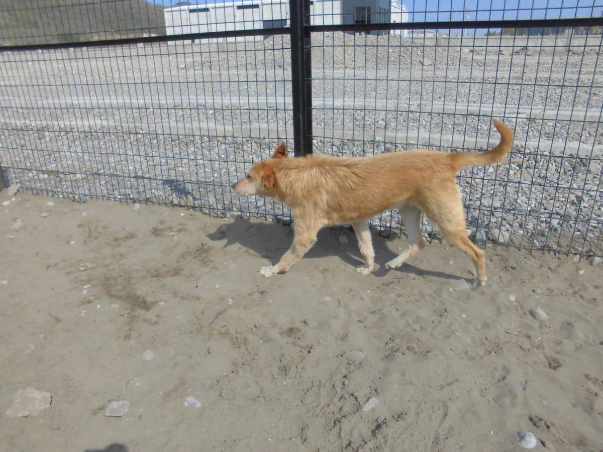 Leo Melez Köpek, Samsun