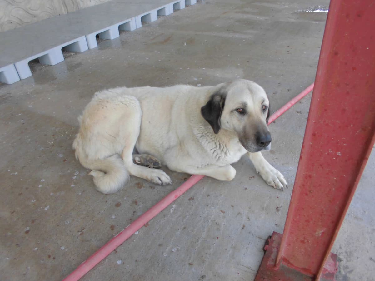 Lucky Kangal Köpek, Samsun