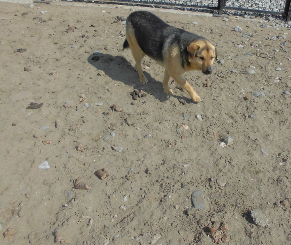 Mocha Melez Köpek, Samsun