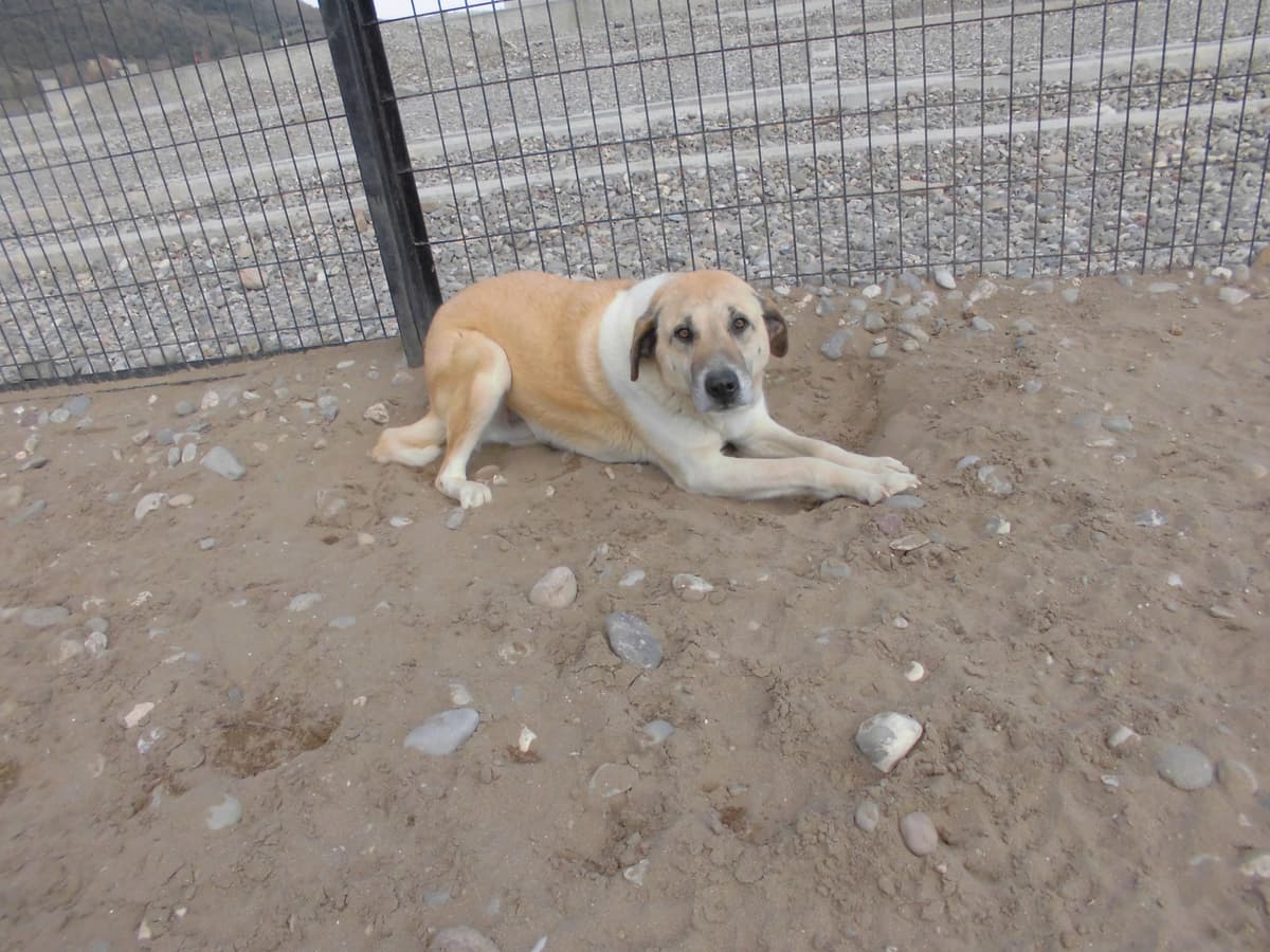 Ares Melez Köpek, Samsun