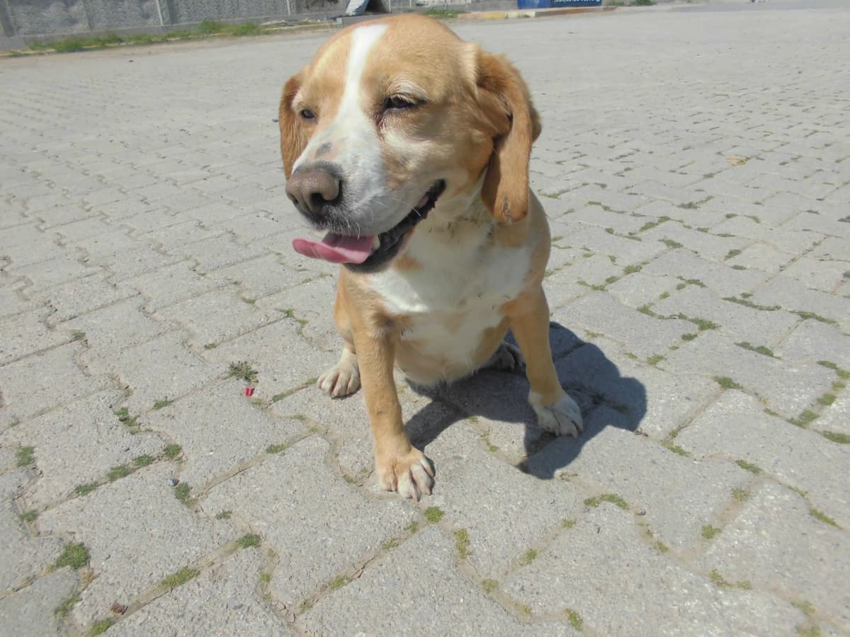 Mavi Melez Köpek, Samsun
