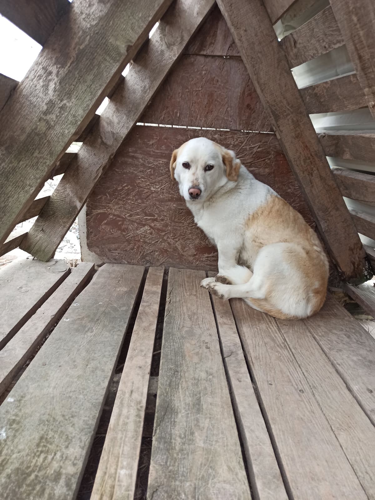 Fışfış Melez Köpek, Samsun