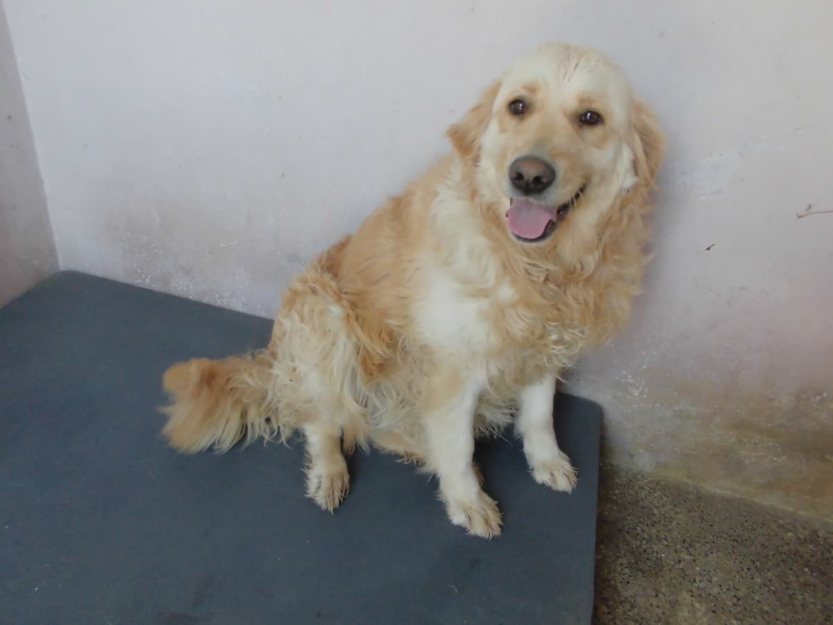 Lila Golden Retriever Köpek, Samsun