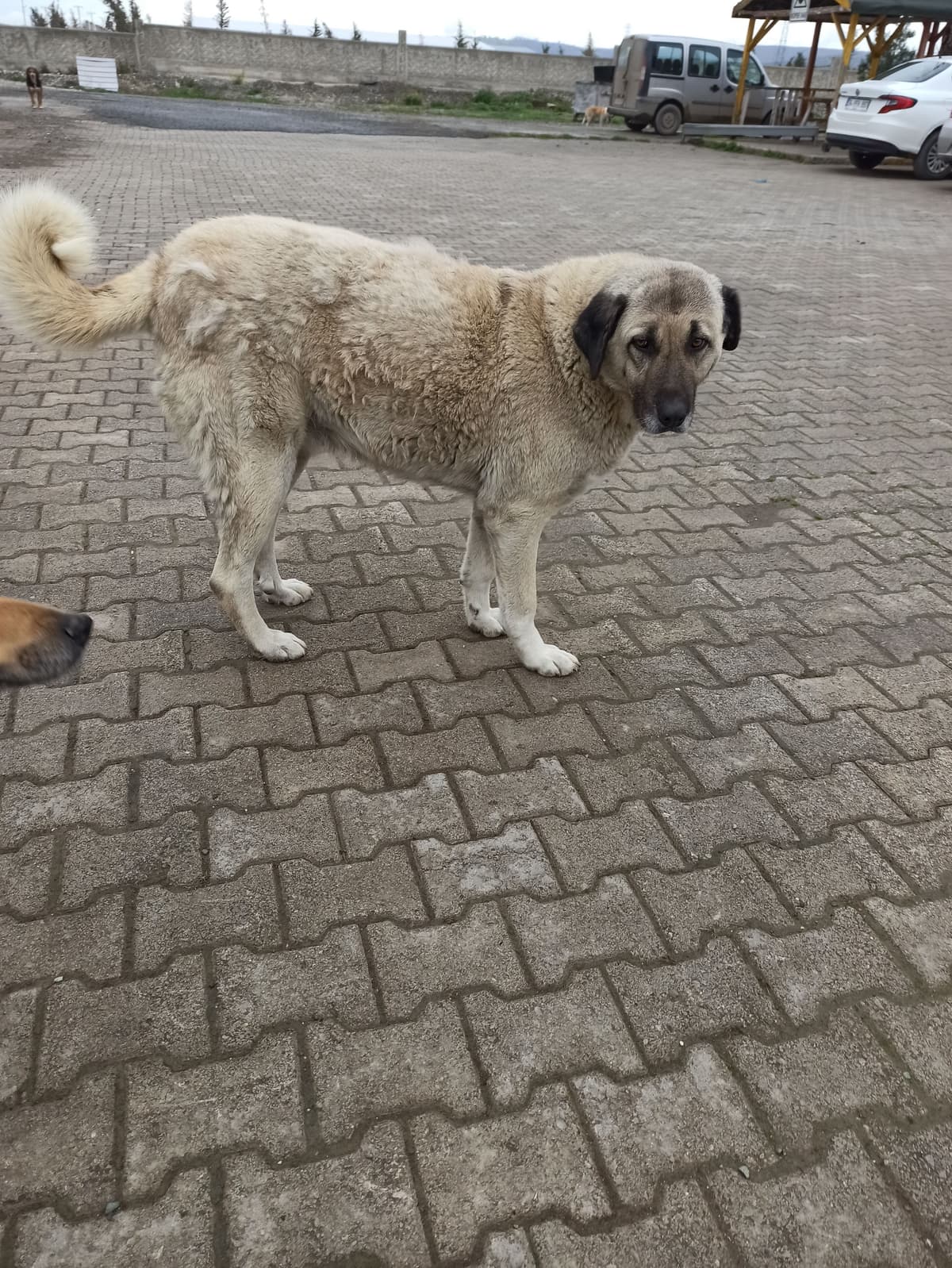 Lady Kangal Köpek, Samsun