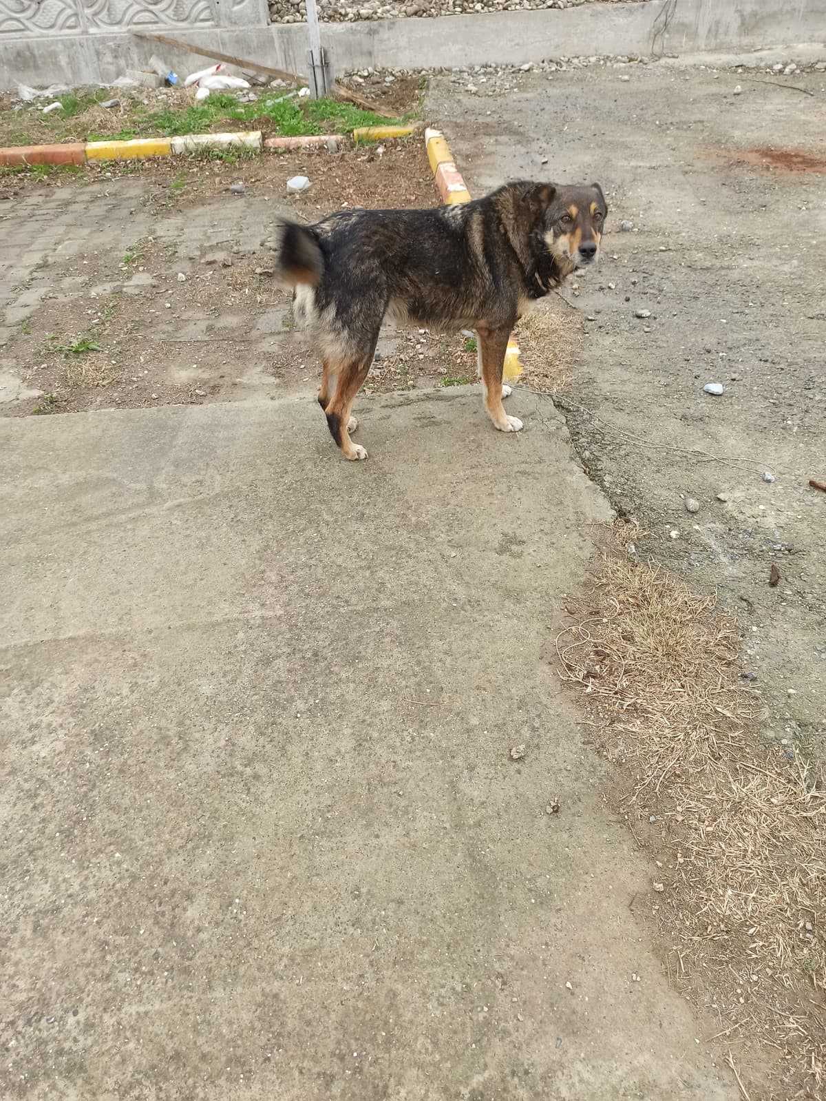 Cango Melez Köpek, Samsun