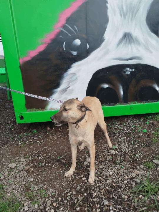 Balıkesir Melez Köpek Melez Köpek, Balıkesir