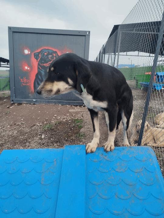 Balıkesir Melez Köpek Melez Köpek, Balıkesir