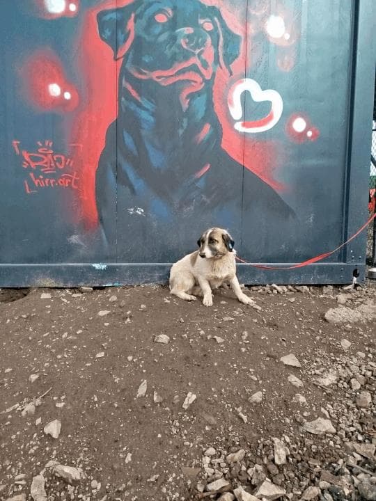 Balıkesir Melez Köpek Melez Köpek, Balıkesir