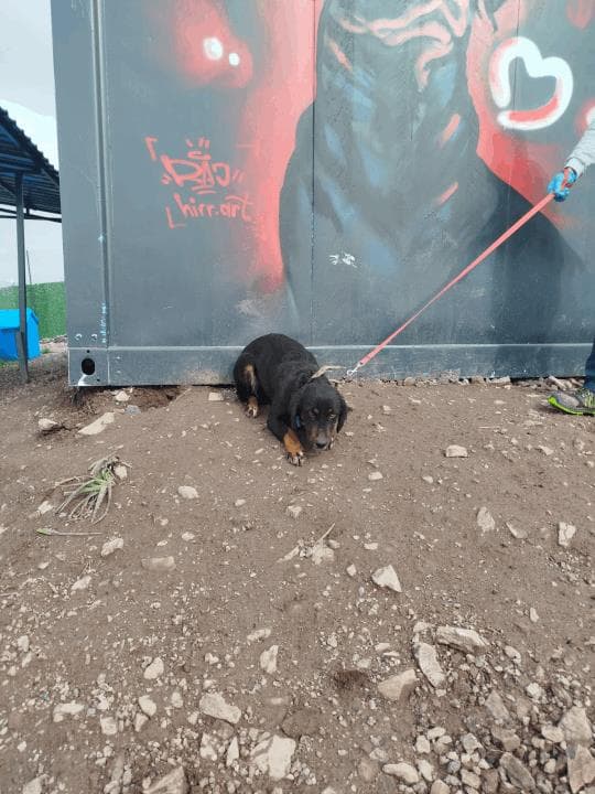 Balıkesir Melez Köpek Melez Köpek, Balıkesir