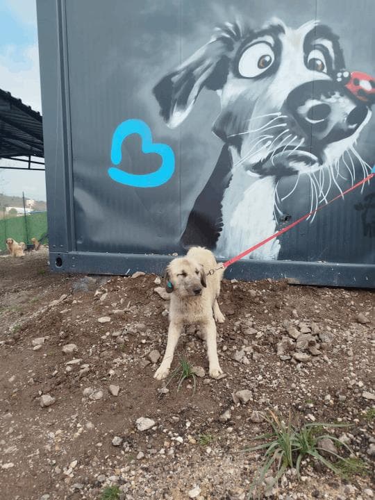Balıkesir Melez Köpek Melez Köpek, Balıkesir