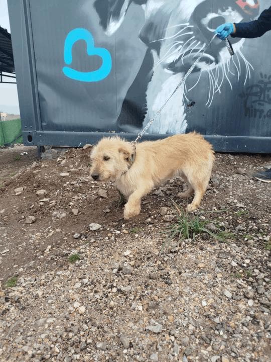 Balıkesir Terrier Köpek Terrier Köpek, Balıkesir