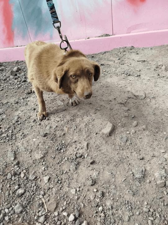 Balıkesir Melez Köpek Melez Köpek, Balıkesir