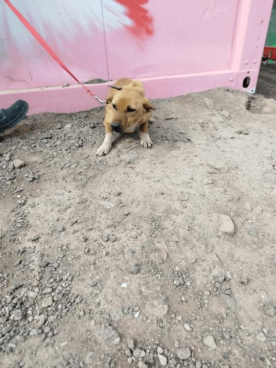 Balıkesir Melez Köpek Melez Köpek, Balıkesir