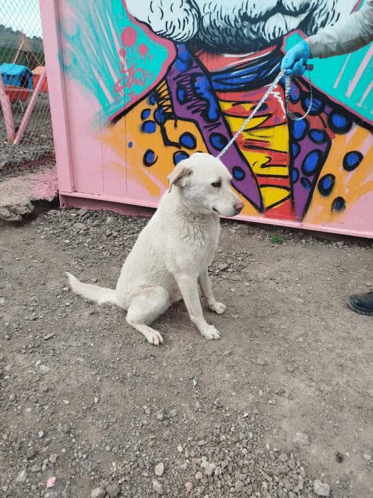 Balıkesir Melez Köpek Melez Köpek, Balıkesir