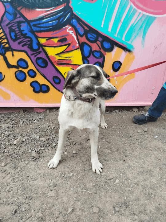 Balıkesir Melez Köpek Melez Köpek, Balıkesir