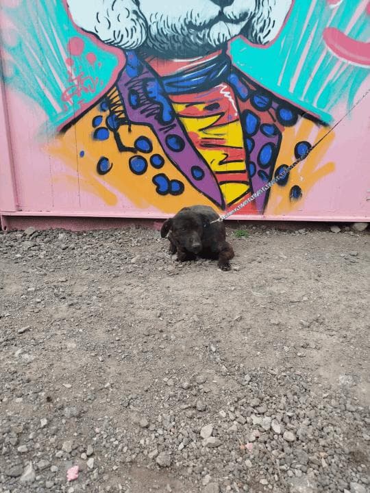 Balıkesir Melez Köpek Melez Köpek, Balıkesir