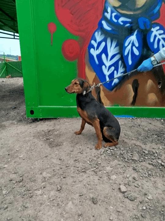 Balıkesir Melez Köpek Melez Köpek, Balıkesir