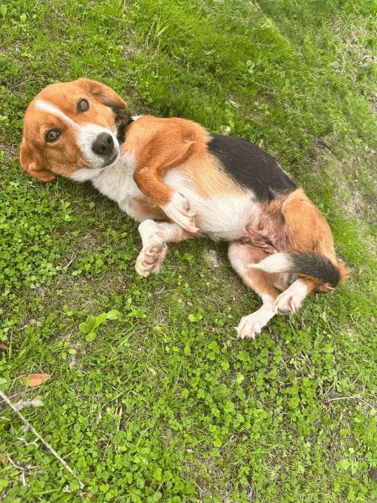 Balıkesir Melez Köpek Melez Köpek, Balıkesir
