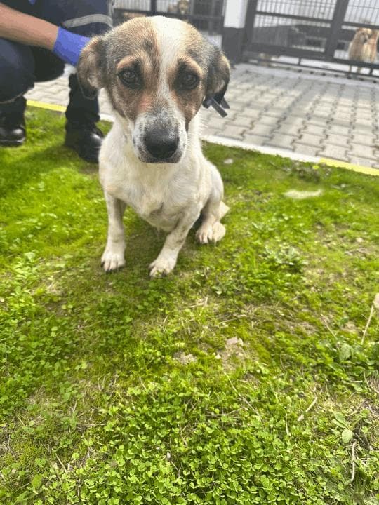 Balıkesir Melez Köpek Melez Köpek, Balıkesir