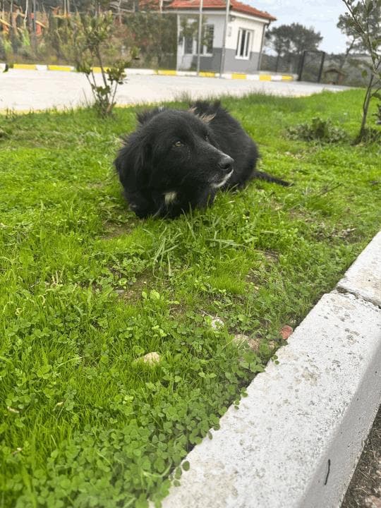 Balıkesir Melez Köpek Melez Köpek, Balıkesir