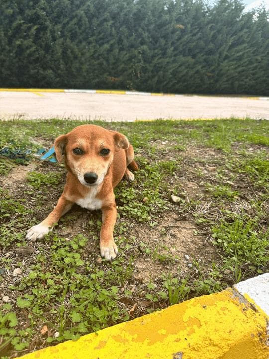 Balıkesir Melez Köpek Melez Köpek, Balıkesir