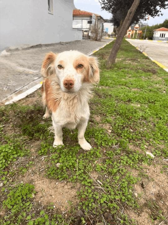Balıkesir Melez Köpek Melez Köpek, Balıkesir