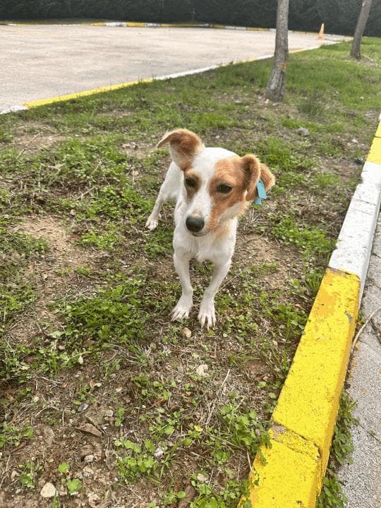 Balıkesir Melez Köpek Melez Köpek, Balıkesir