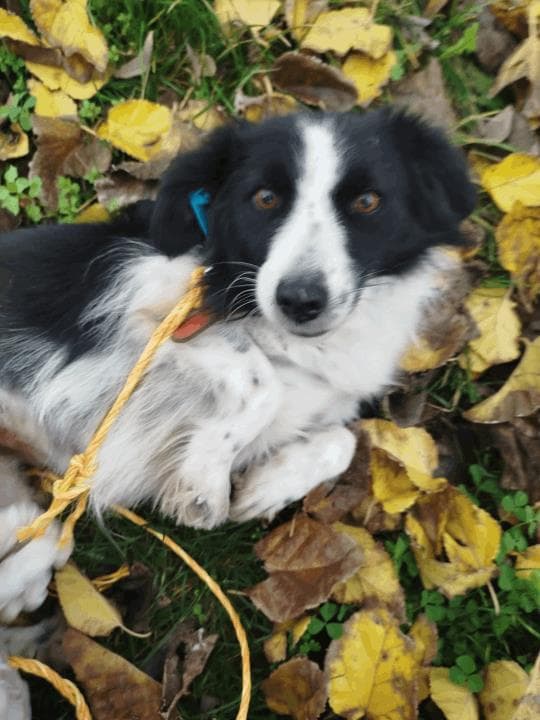 Balıkesir Melez Köpek Melez Köpek, Balıkesir