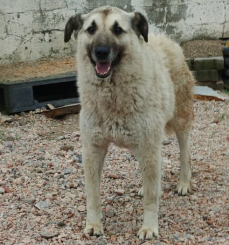 Bandırma Kangal Köpek Kangal Köpek, Balıkesir
