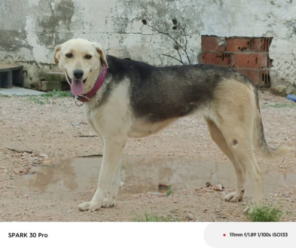 Bandırma Melez Köpek Melez Köpek, Balıkesir