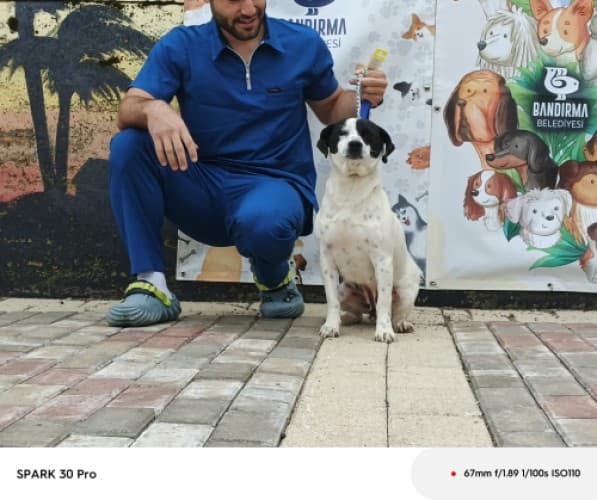 Bandırma Terrier Köpek Terrier Köpek, Balıkesir