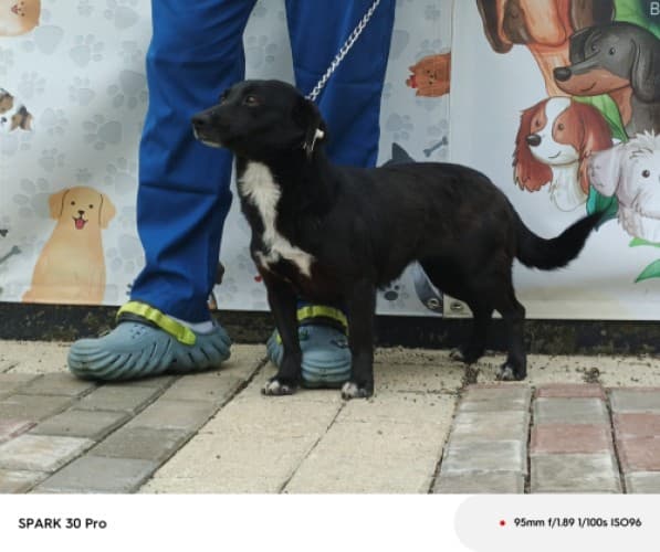 Bandırma Terrier Köpek Terrier Köpek, Balıkesir