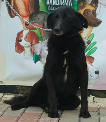 Bandırma Terrier Köpek Terrier Köpek, Balıkesir