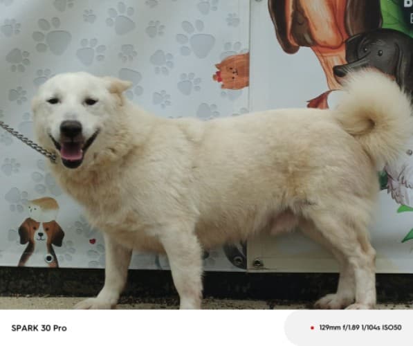 Bandırma Terrier Köpek Terrier Köpek, Balıkesir