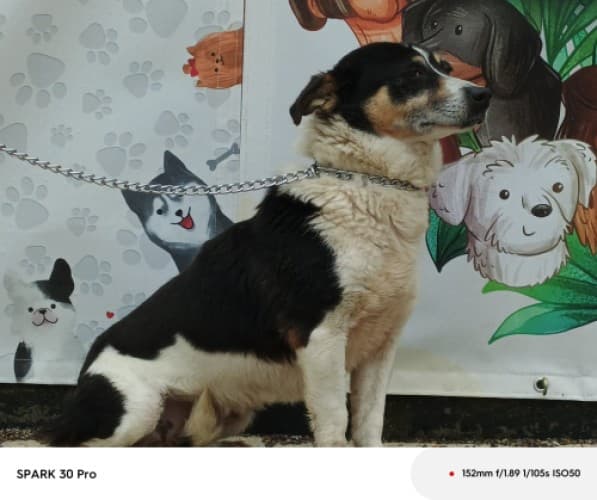 Bandırma Terrier Köpek Terrier Köpek, Balıkesir